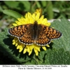 melitaea cinxia male3